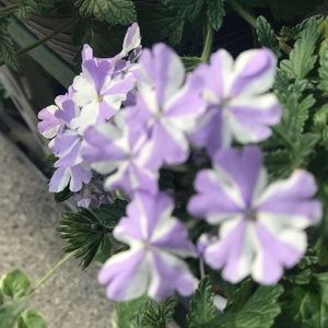 Meet your Posher, Allie